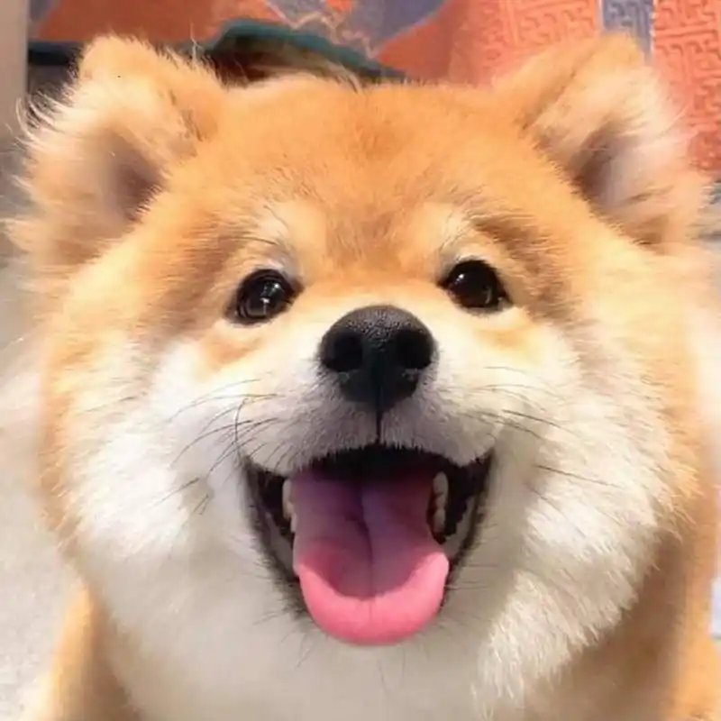 柴犬 宠物头像 笨蛋小狗 可爱头像 素材灵感分享 共享资源的第140天
