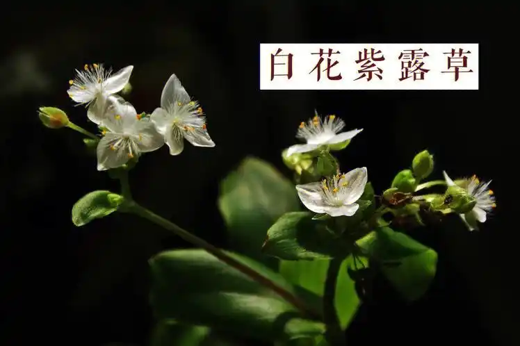 三瓣花白花紫露草