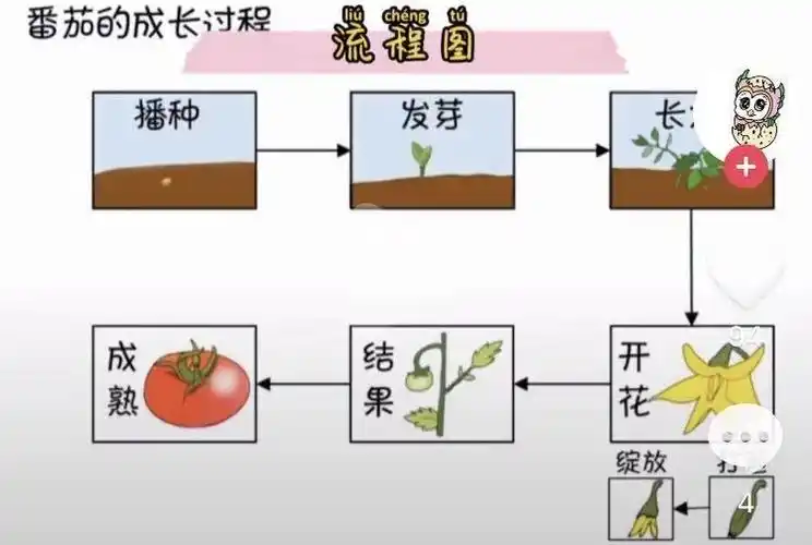 《番茄狂想秀》——生长的力量