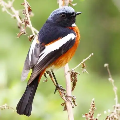 常见鸟类图片名称-1