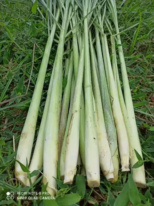 北京同仁堂原料新鲜香茅草1斤5斤柠檬草香茅泰国冬阴功汤调料东南亚