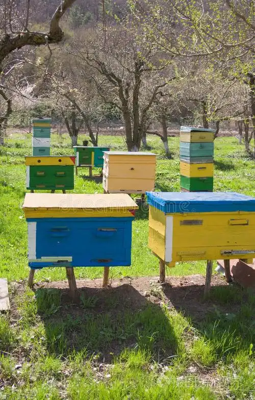 不同种类的蜂箱