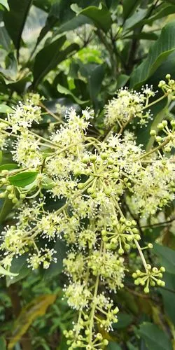 鸭脚木花,冬蜜l王