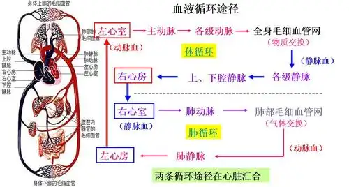 人体血液循环概念图人体循环系统图解