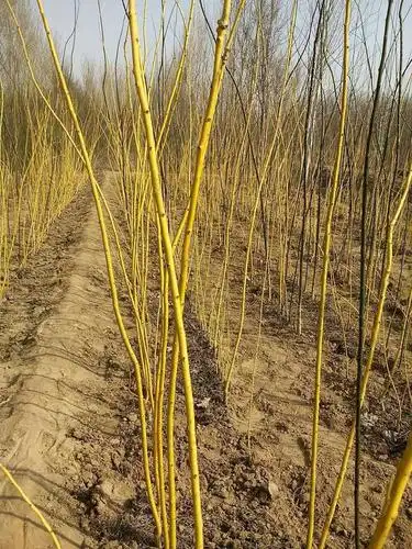 3公分8公分金枝槐树苗价格2016年4月26日