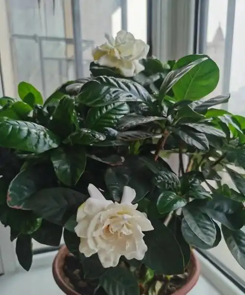 牡丹桅子的养殖方法 牡丹栀子怎样养才能开花