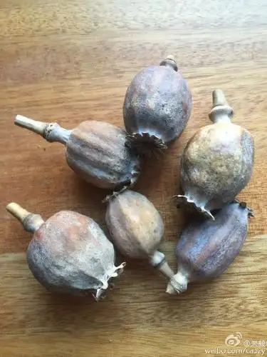 罂粟壳也就是大烟壳,其中的吗啡,可待因,罂粟碱一种都不少,只