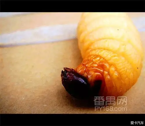 好久没发帖了! 秋季吃竹虫的季节来了.口水满地啊!