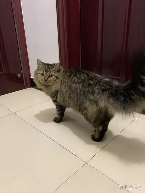 狸花猫有纯黑色的吗? - 知乎