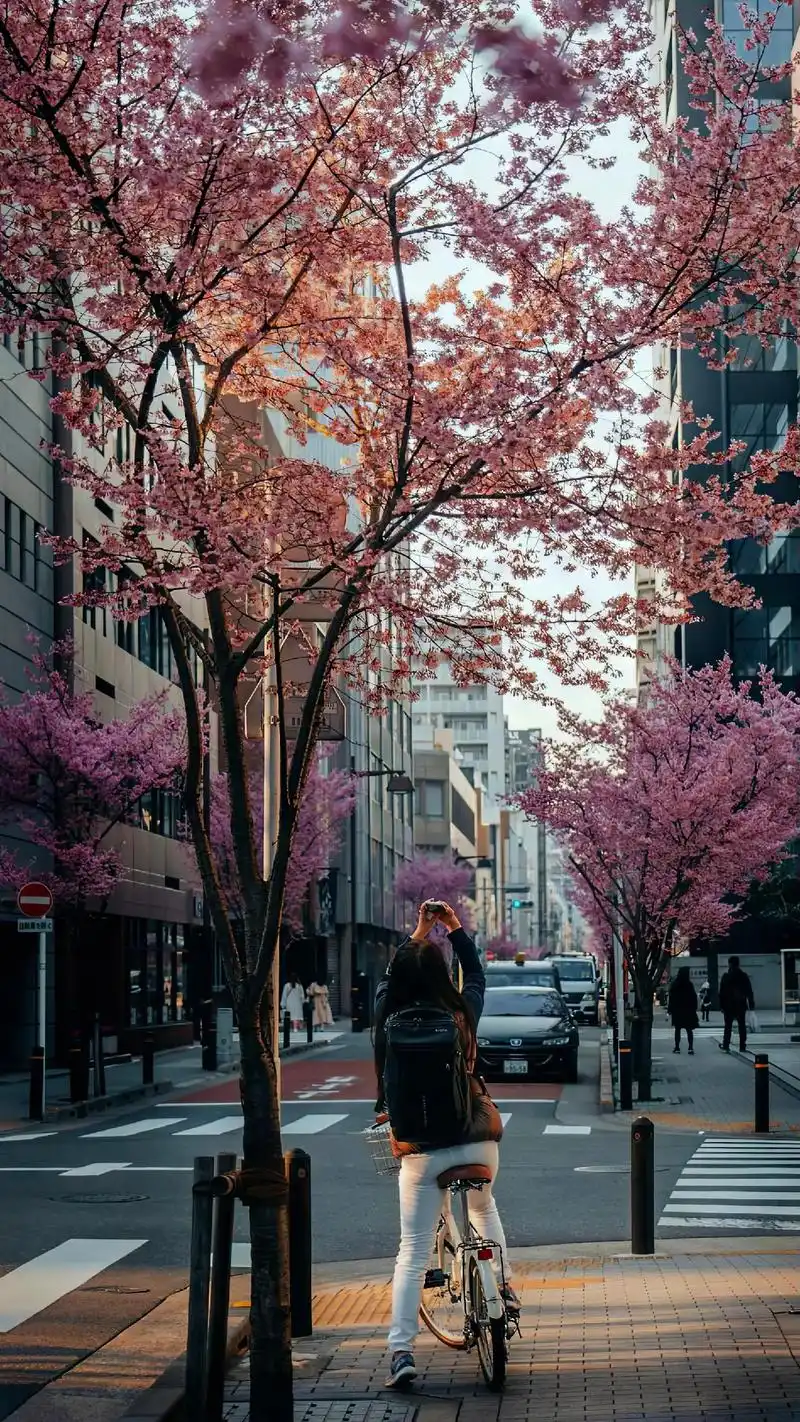 漫步在日本街头,每一步都踏着樱花的浪漫.