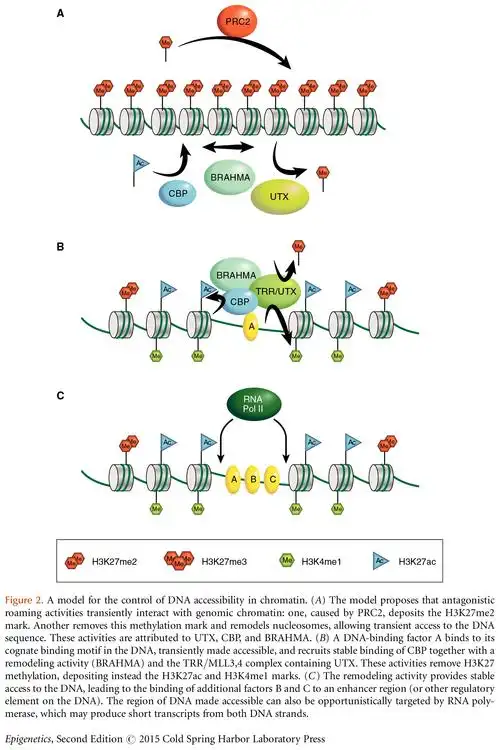 chapter 36: the necessity of chromatin: a view in perspective