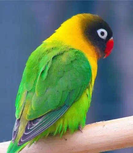 看图识鸟 (59) 牡丹鹦鹉(情侣鹦鹉)