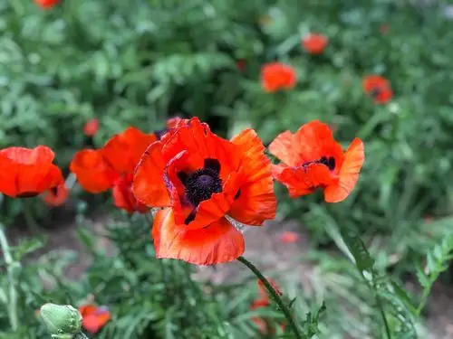 罂粟花开妖艳多姿