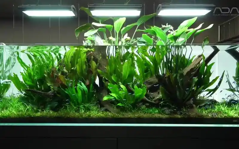 【ada】荒木大智 180cm 皇冠草缸