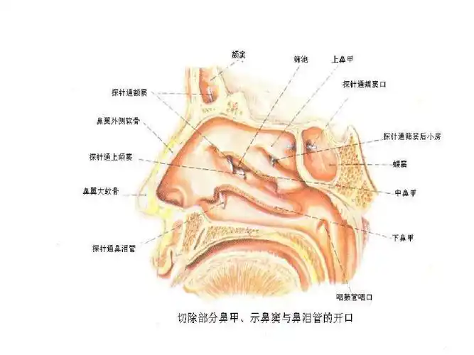 鼻的生理