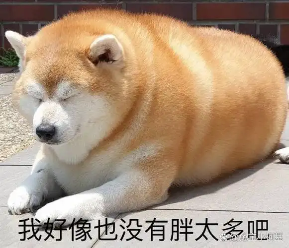 狗子表情包合集,有戳中你的笑点吗[左捂脸]