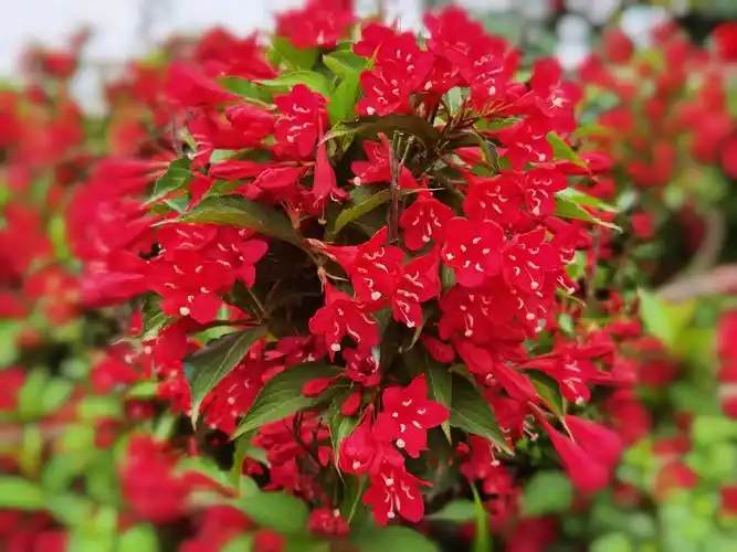 北方老花有多喜爱的花卉,很多人都在门前屋后栽种上一棵,它耐寒性极强