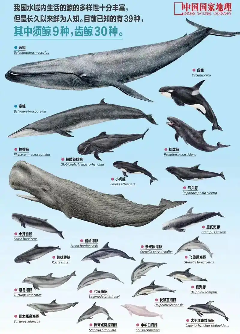 科普贴 涨知识.我国水域内目前已知的鲸有39种,其中须鲸9种 - 抖音