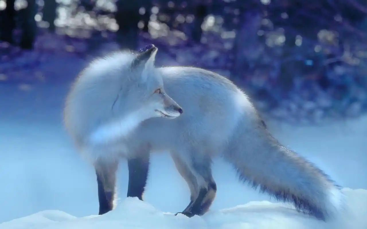 寻找蓝色的狐狸的图片