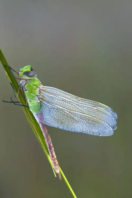 无人,竖图,室外,特写,白天,芦苇,野生动物,美国,透明,蜻蜓,昆虫,水滴