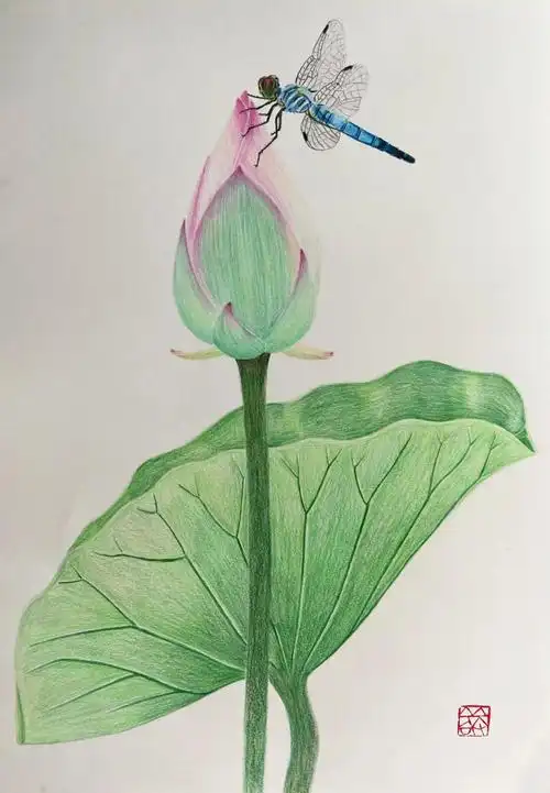 彩铅画图文教程荷花蜻蜓