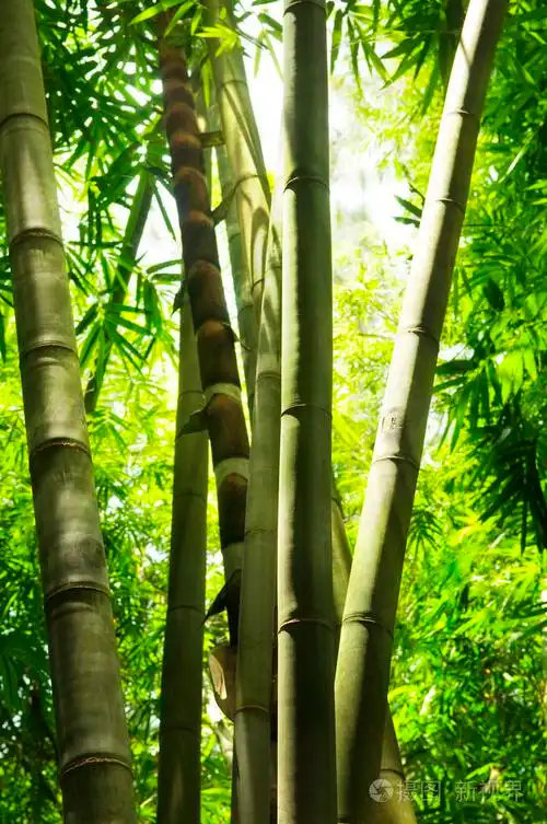 竹树