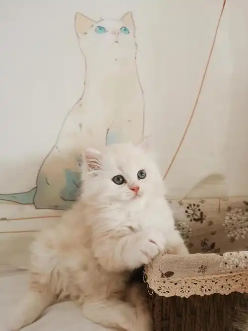 乳白色英长弟弟