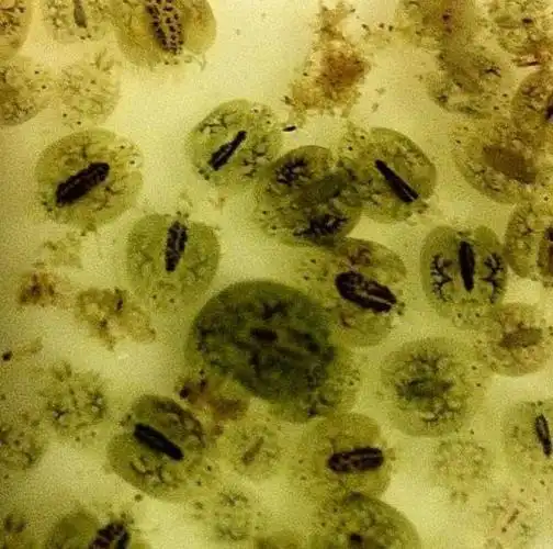 鱼缸里发现了鱼虱子,大家记住它的模样多加注意!