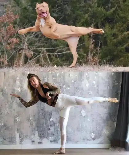 脑洞大开模仿动物练瑜伽 | 搞笑集