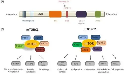 图-mtorc1活化后:细胞长大,大量合成功能蛋白,抑制自噬