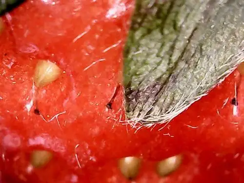 显微镜下的草莓 观察者巴蜀(蓝湖郡)小学二年级六班唐艺珈
