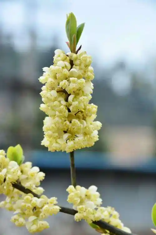 供应广西木姜子苗与山胡椒苗与山苍子苗特产简讯
