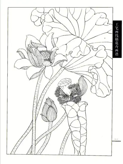 国画工笔画  #白描  #白描线稿