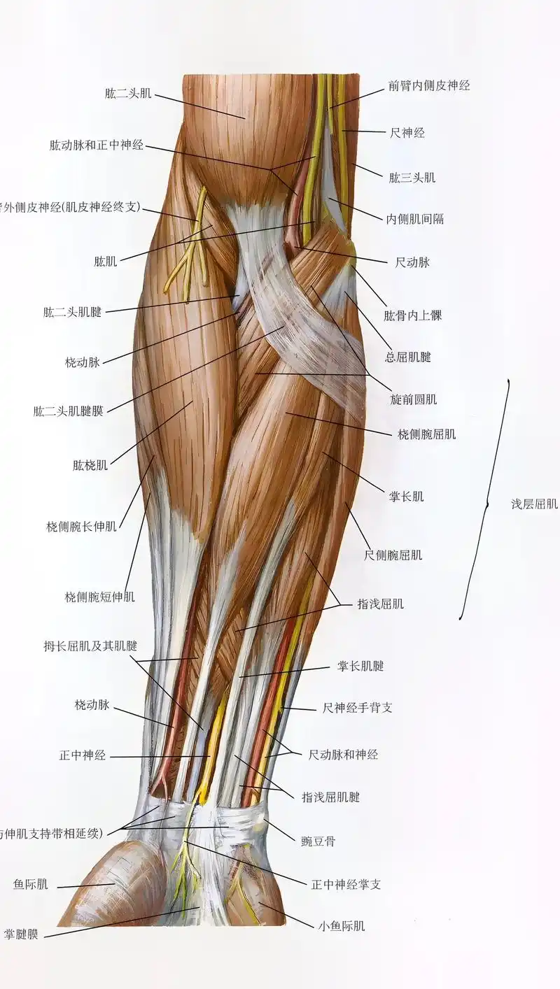 手臂肌肉.#专业的事交给专业的人 #图文种草机 #康复运动  - 抖音