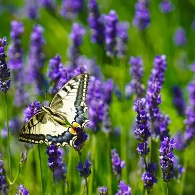 唯美头像,朝气蓬勃,微信头像,紫色薰衣草相关的头像图片挑选下载