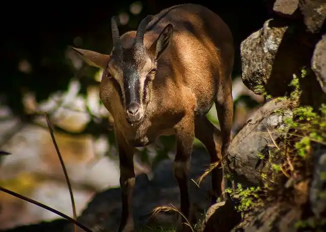 p>野山羊(学名: i>capra aegagrus /i>):是一种野生的 a target="