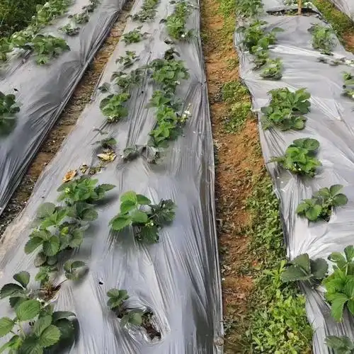 农用地膜黑色白色银黑双色地膜防草防虫草莓大棚地膜 20斤黑地膜1