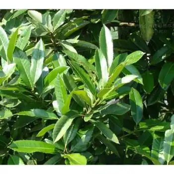 正宗苦丁茶苗 小叶苦丁茶树苗 茶叶树苗 健康饮茶家庭茶树栽培 50厘米