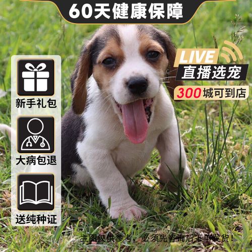 旺狗财猫巴吉度犬巴吉度幼犬巴吉度活体 狗狗活体巴吉度幼犬 宠物级