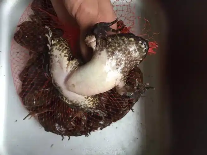 乡下野生石润出售