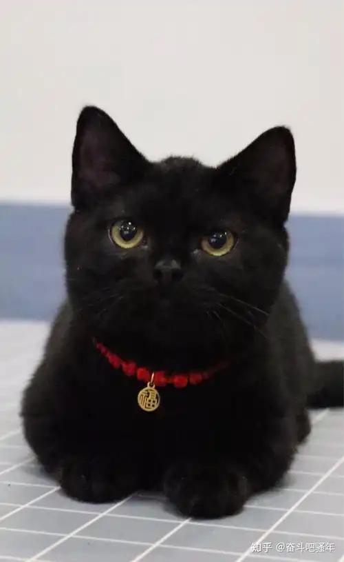 纯黑英短怎么配出来