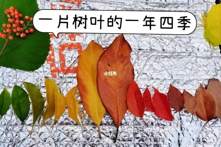 一片树叶的一年四季亲子自然活动