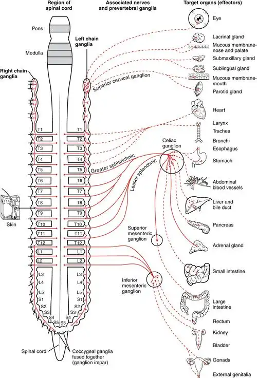 5 the autonomic nervous system