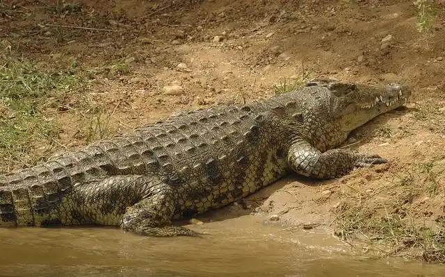尼罗鳄
