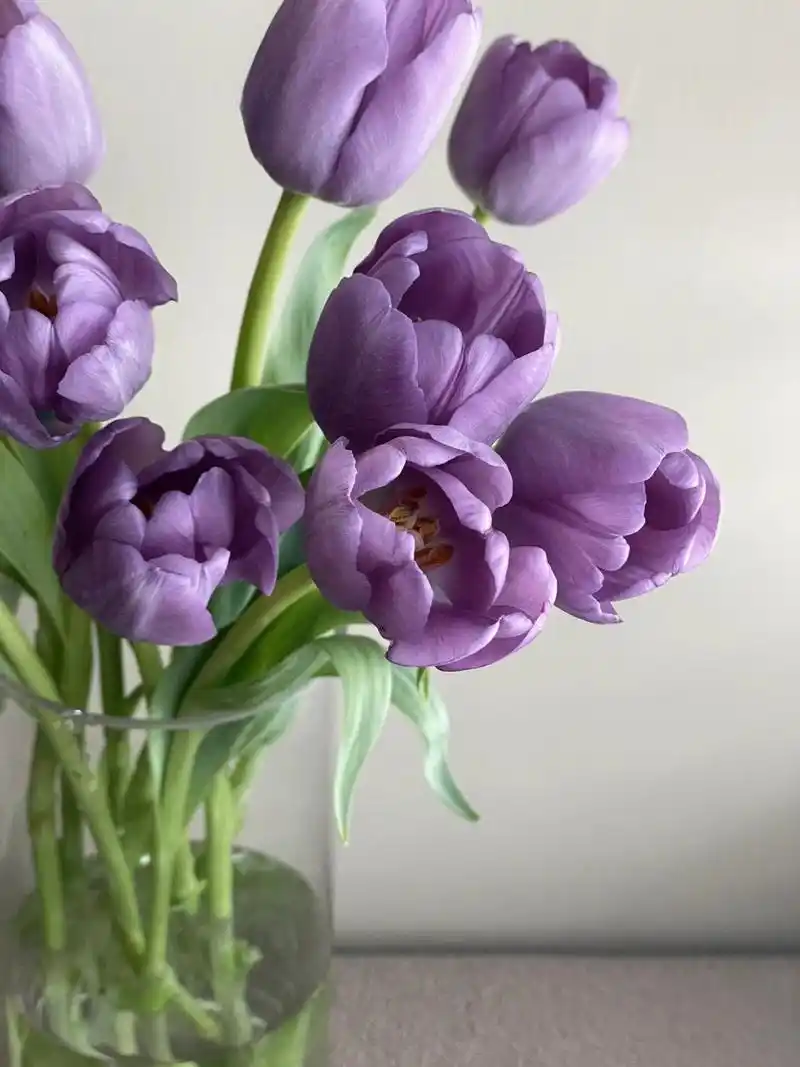 生活美学|紫色郁金香🌷 紫色郁金香真美.