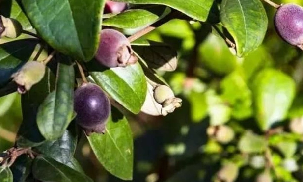 农村小时候最熟悉常吃的5种野果,你最多也就吃过三种吧?