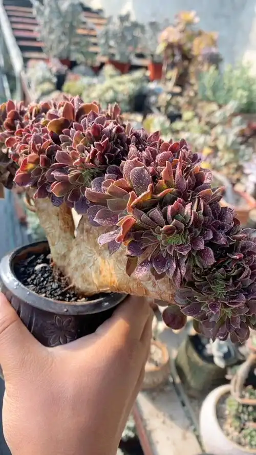 玫瑰法师缀化带龙头精品控养