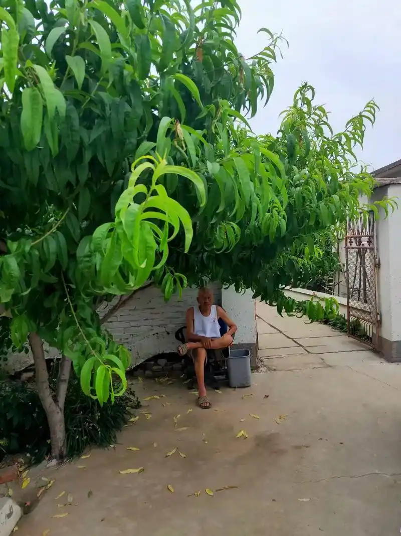夏天爷爷最爱在门前的桃树下乘凉 ,冬天我们回家爷爷都会出来送 - 抖