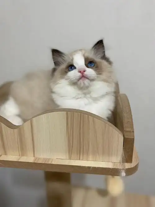 布偶面具不对称就不好看了吗