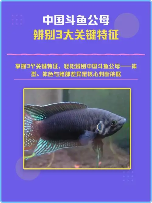 中国斗鱼公母辨别3大关键特征